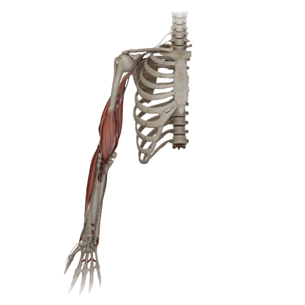 Лучевой нерв