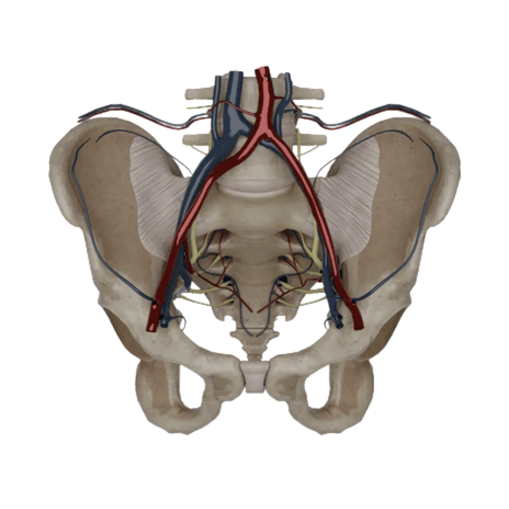 Крестцово-подвздошный сустав