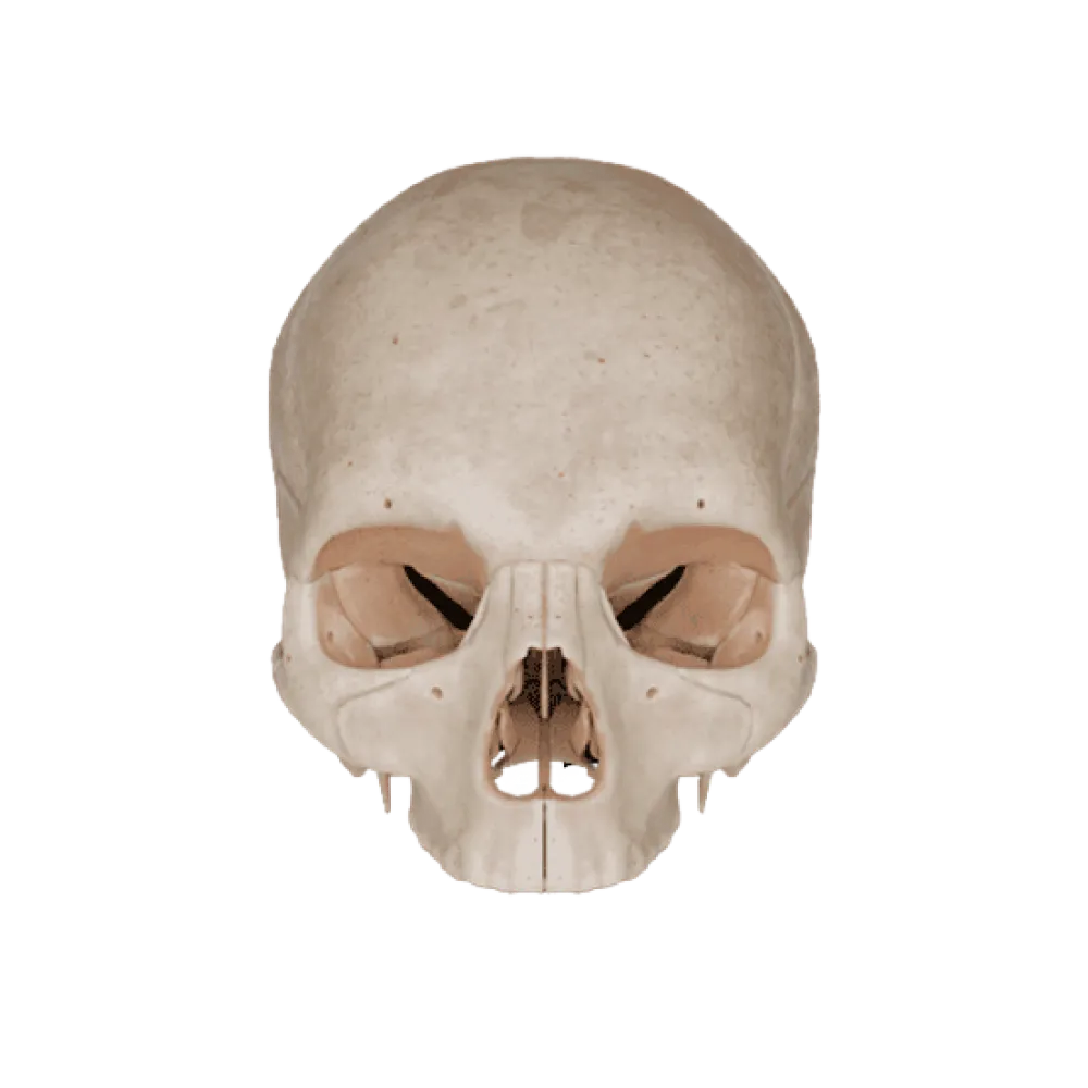 Кости черепа