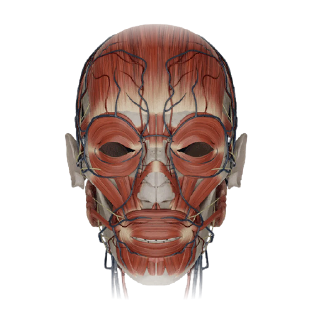 Поверхностные мышцы головы