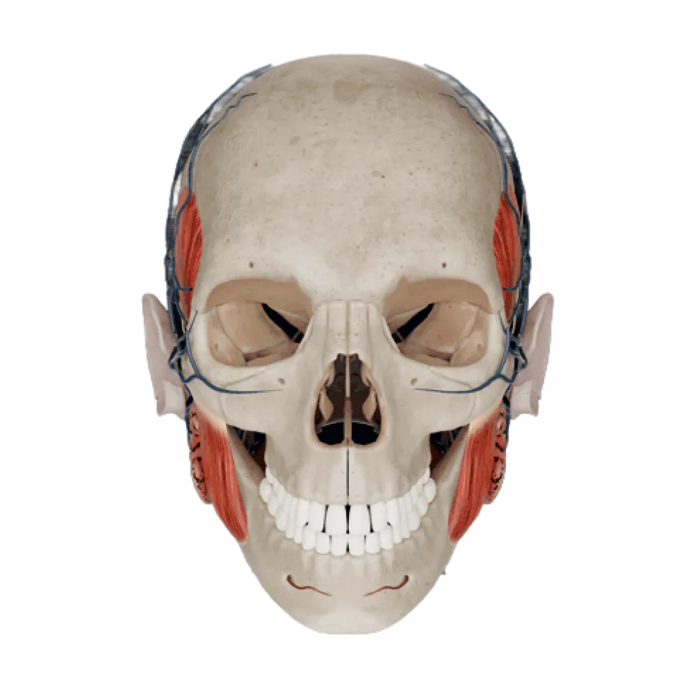 Височно-нижнечелюстной сустав