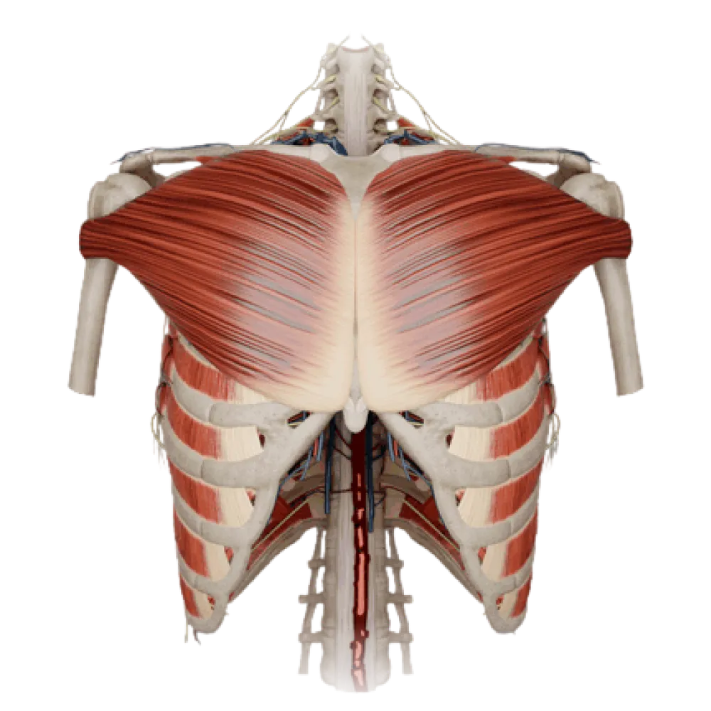 Мышцы груди