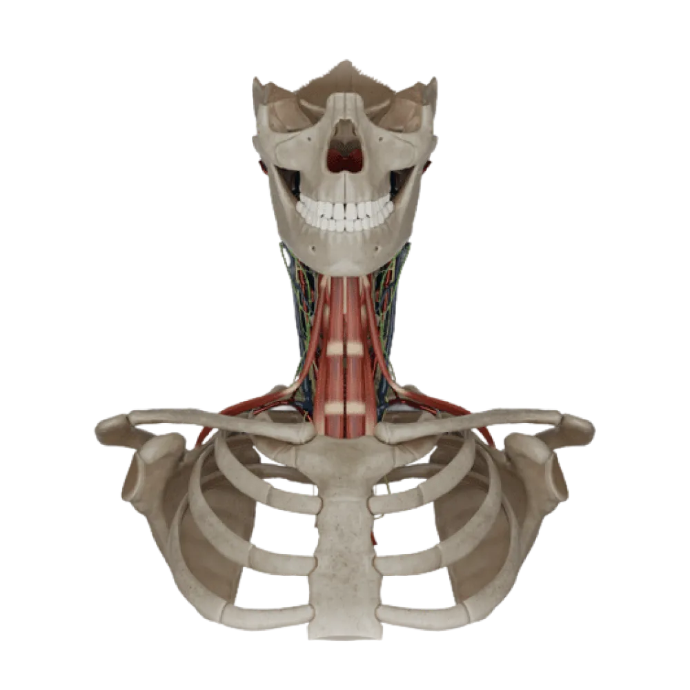Щитовидная и околощитовидные железы