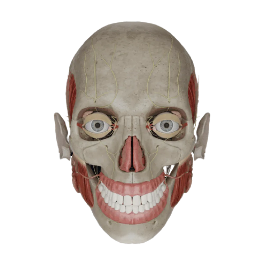 Тройничный нерв