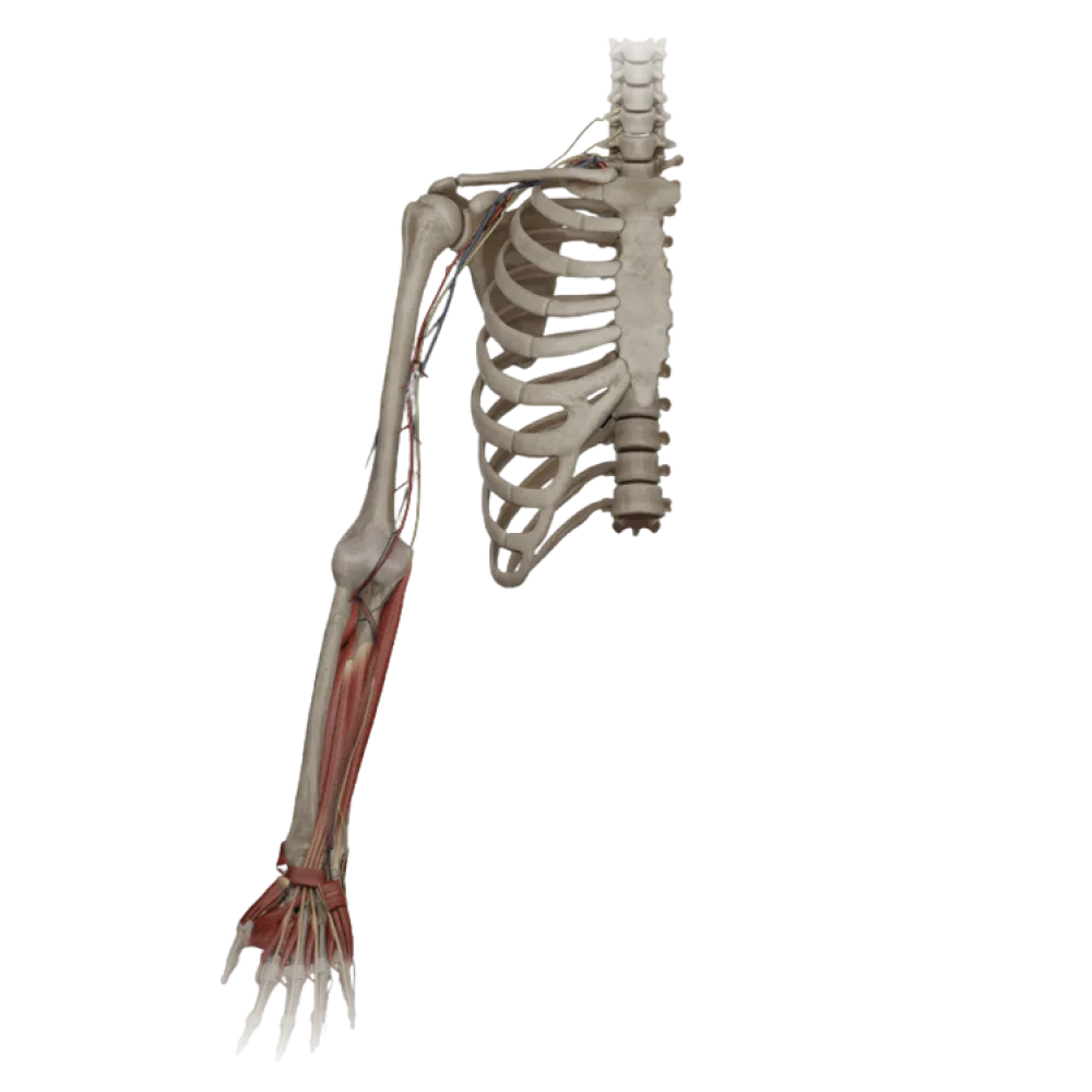 Локтевой нерв