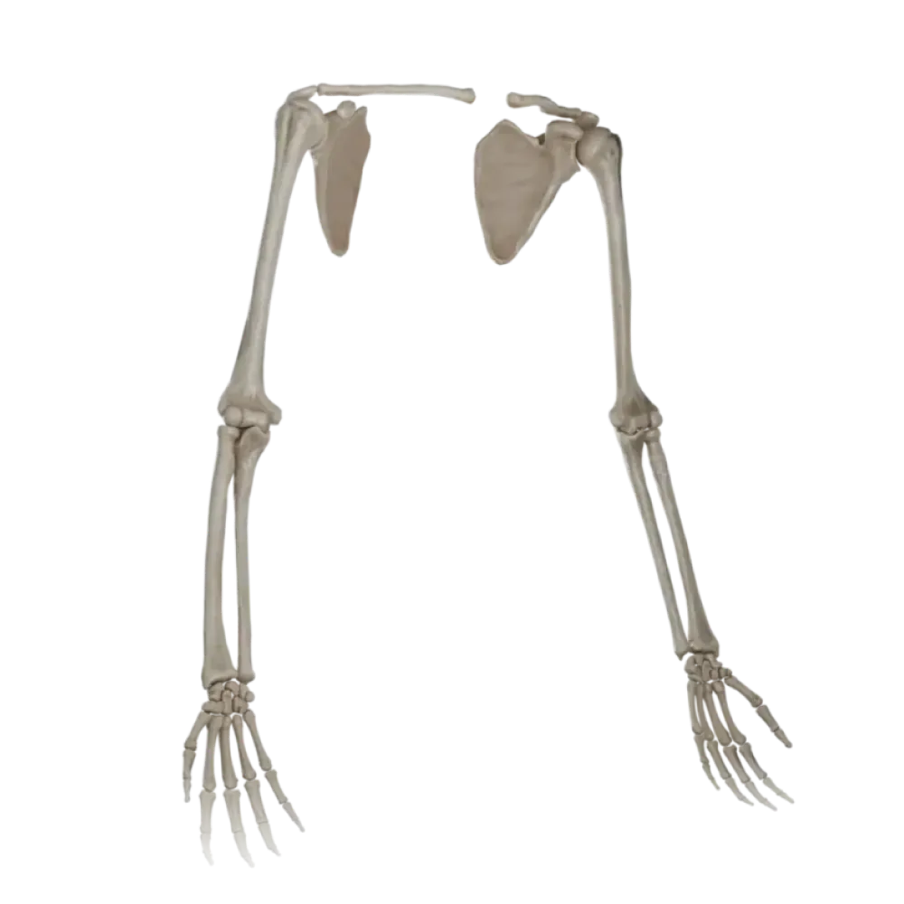 Кости верхней конечности