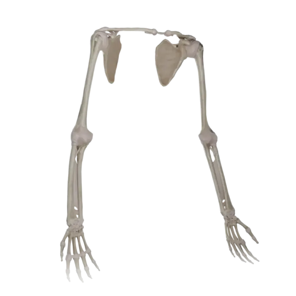 Соединения верхней конечности