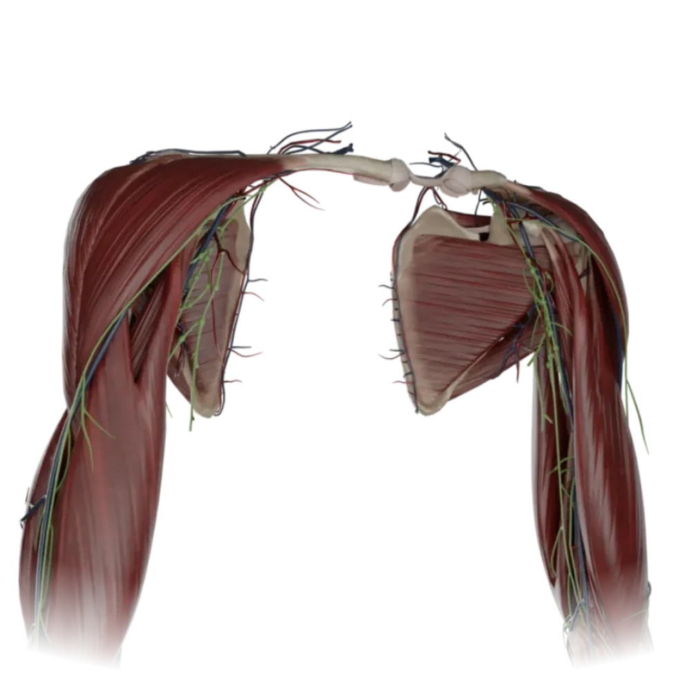 Мышцы верхней конечности