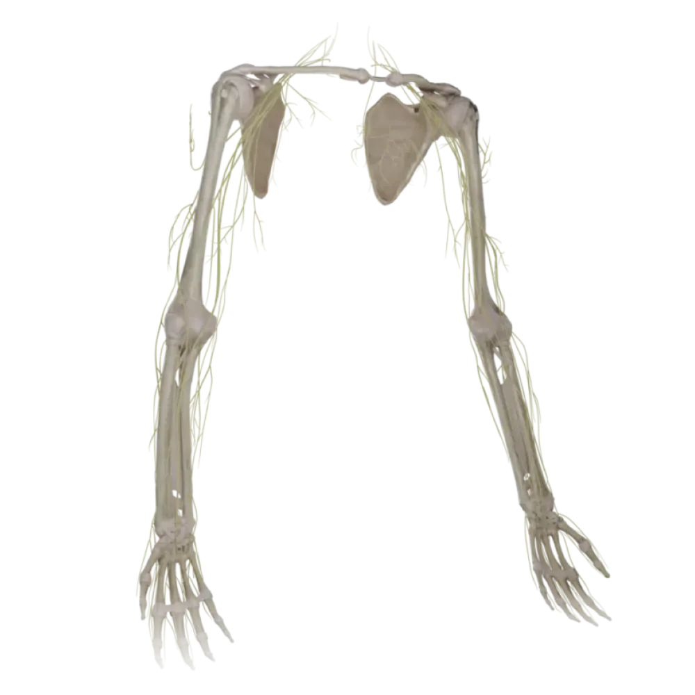 Нервы верхней конечности