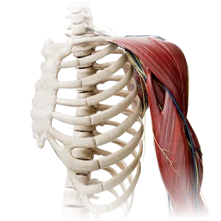 Test di anatomia degli arti superiori