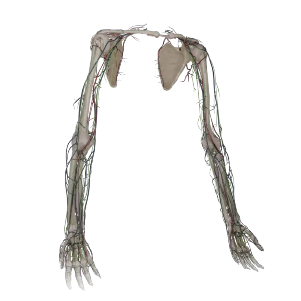 Сосуды верхней конечности