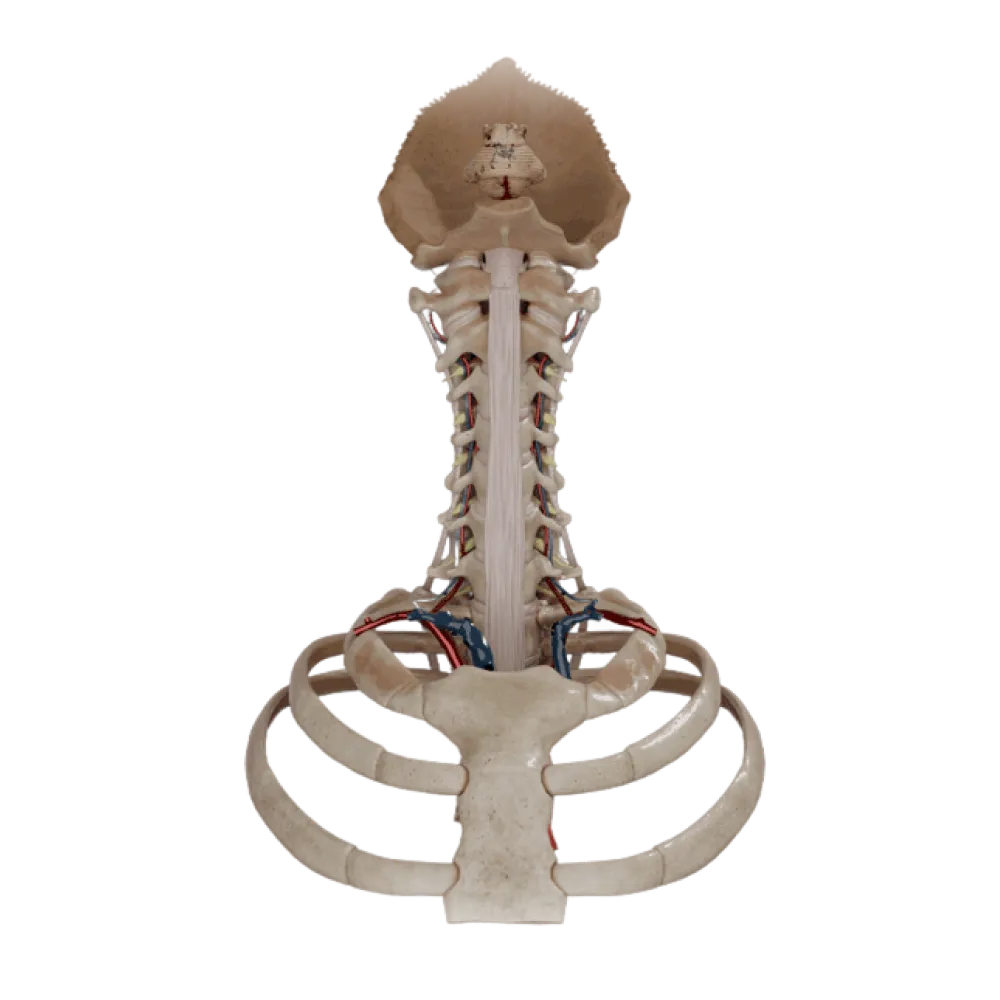 Позвоночная артерия