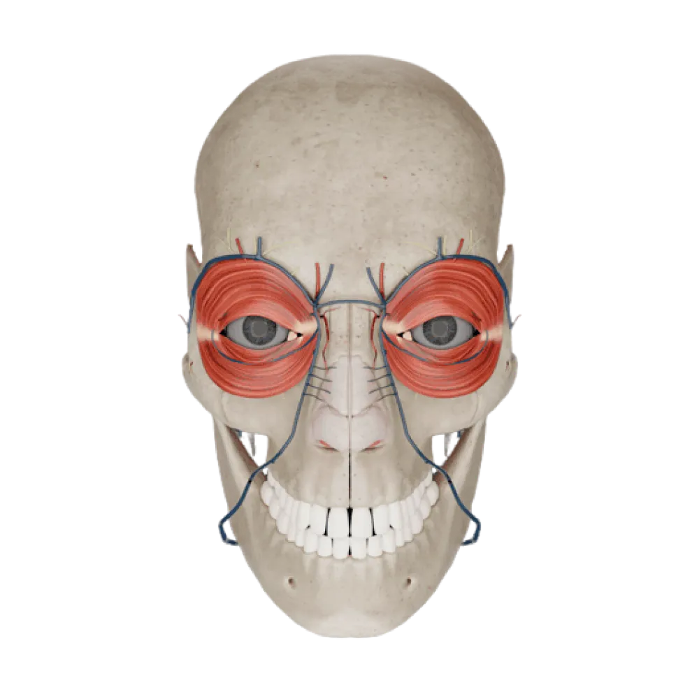 Орган зрения