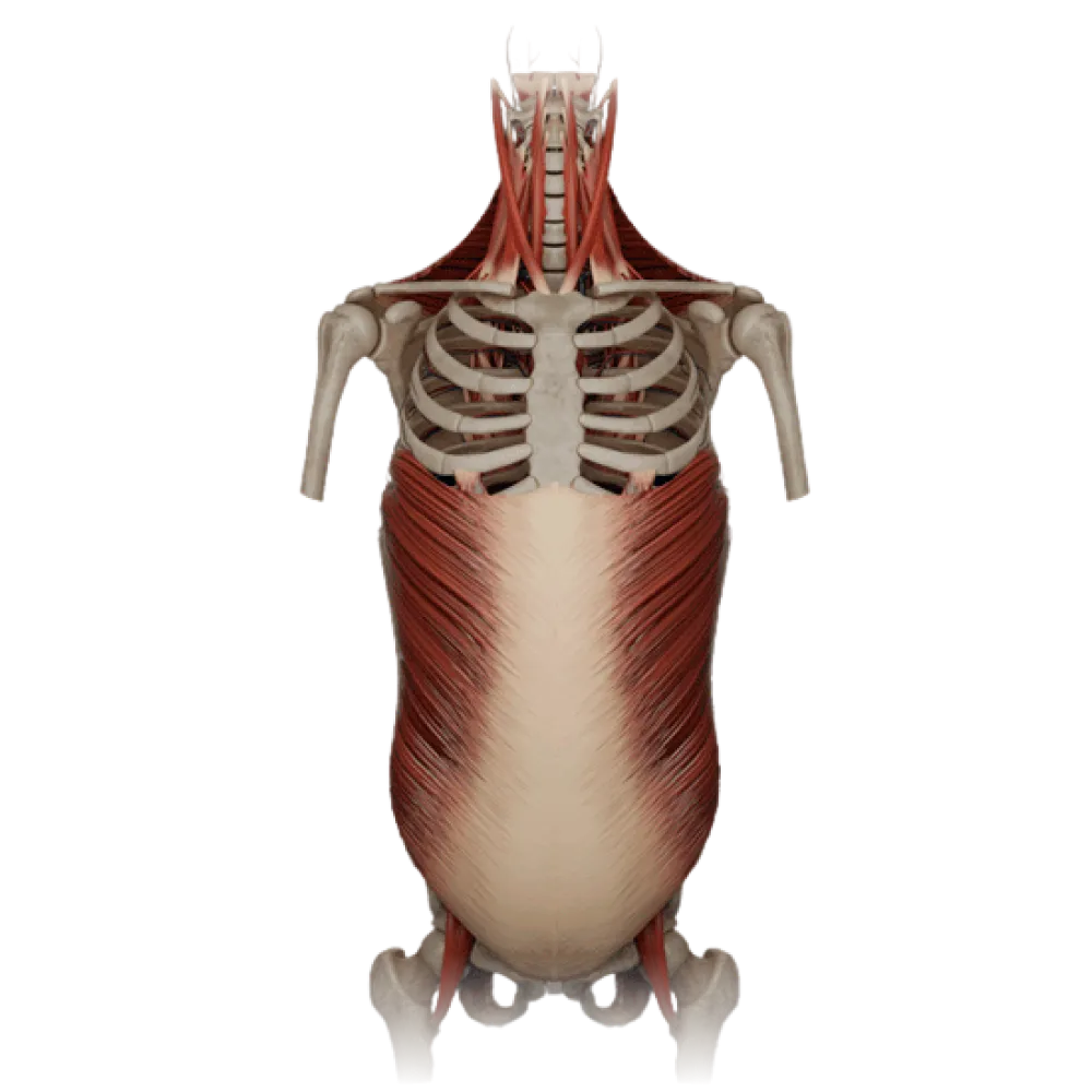 Дугоотростчатые суставы
