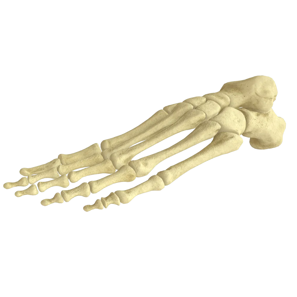 Кости стопы