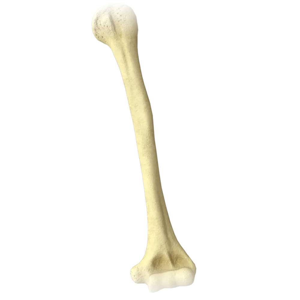 Плечевая кость