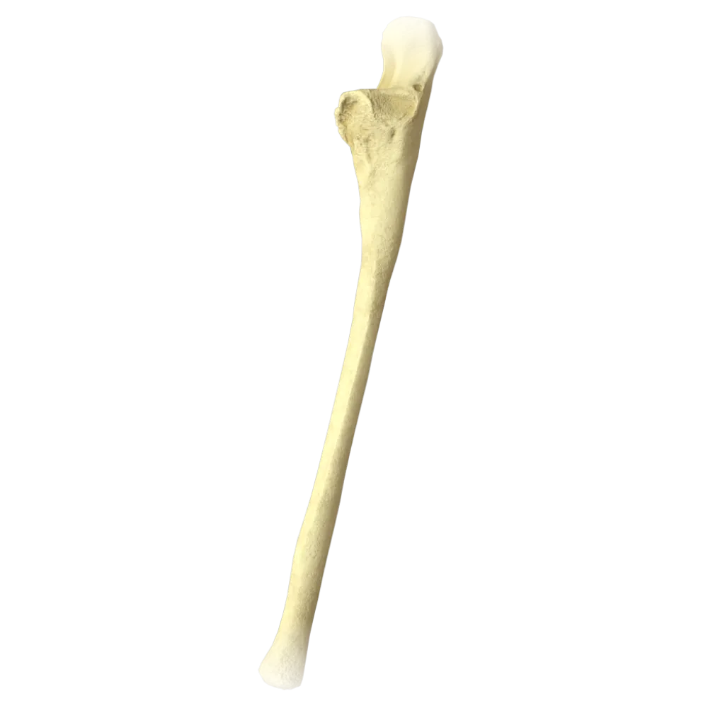 Локтевая кость