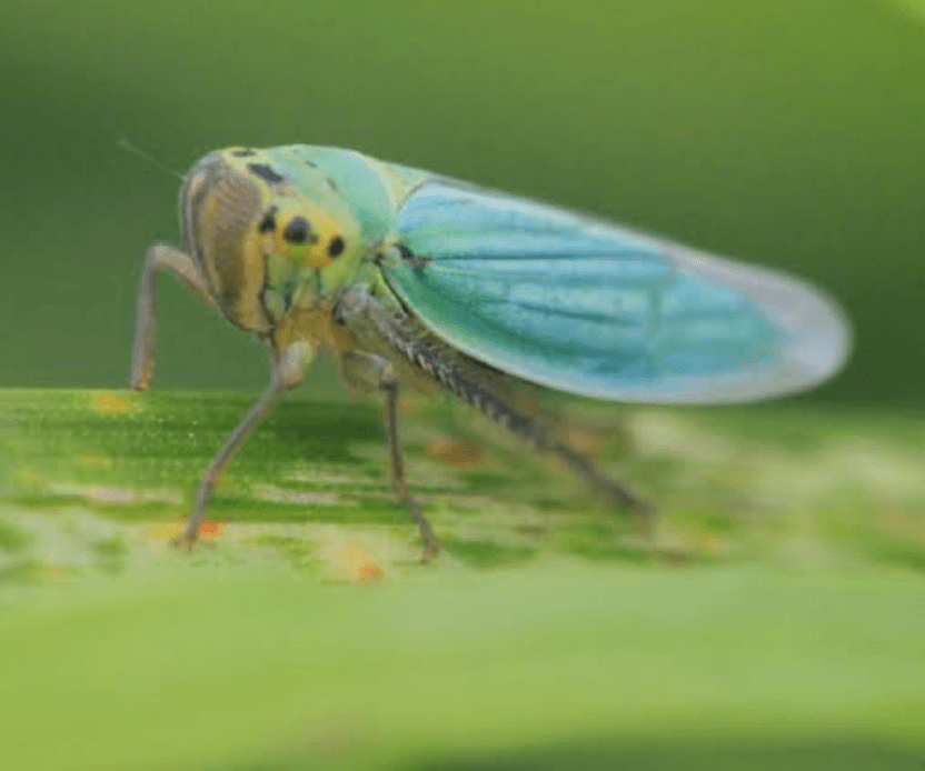 Wereng Hijau (Siphanta Acuta)