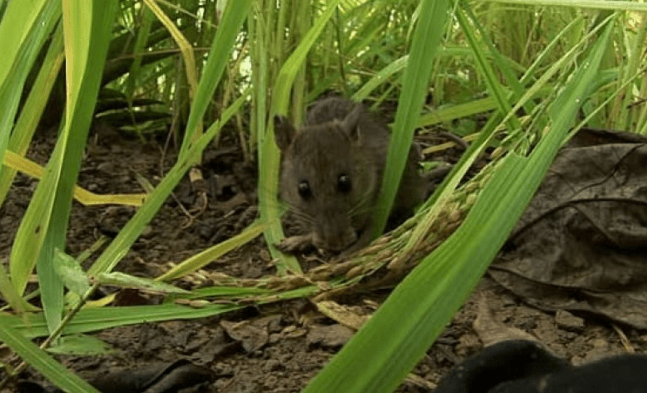 Tikus Sawah (Rattus Argentiventer)