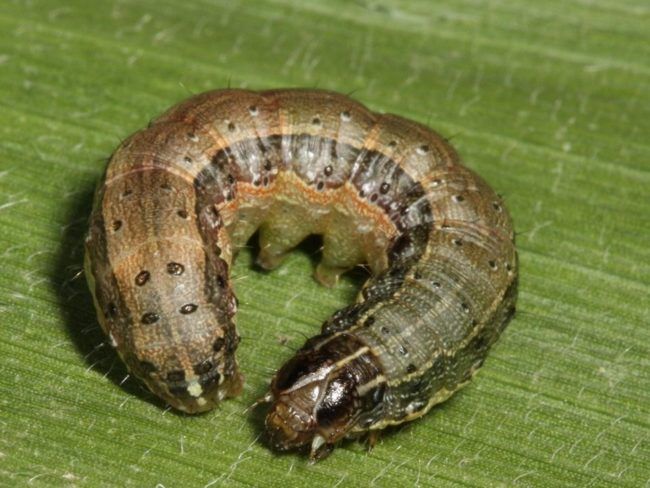 armyworm-1-650x488-1.jpg