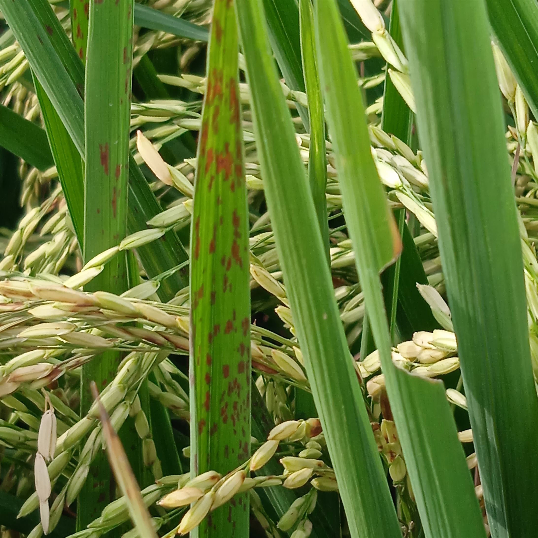 Bercak Sempit (Cercospora Janseana)