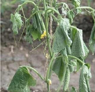 LAYU FUSARIUM