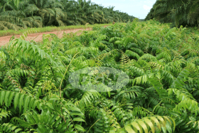 LEMIDI