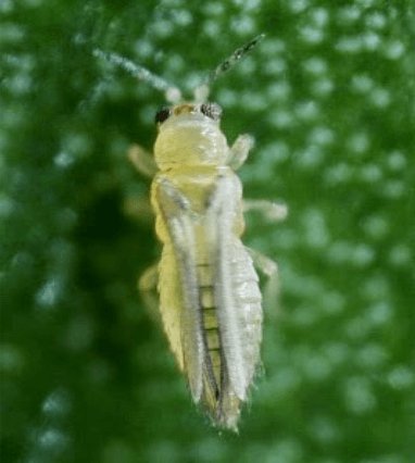 Thrips_-e1609734162399.png