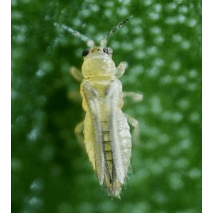 THRIPS