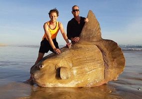 Un pez con "forma extraterrestre" en las costas australianas