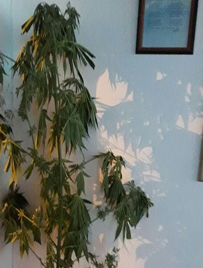 Secuestran planta de marihuana en El Triunfo