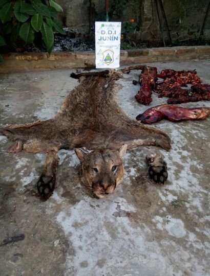 Las partes del animal quedaron secuestradas.