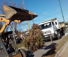 Quitaron los árboles del acceso Firpo