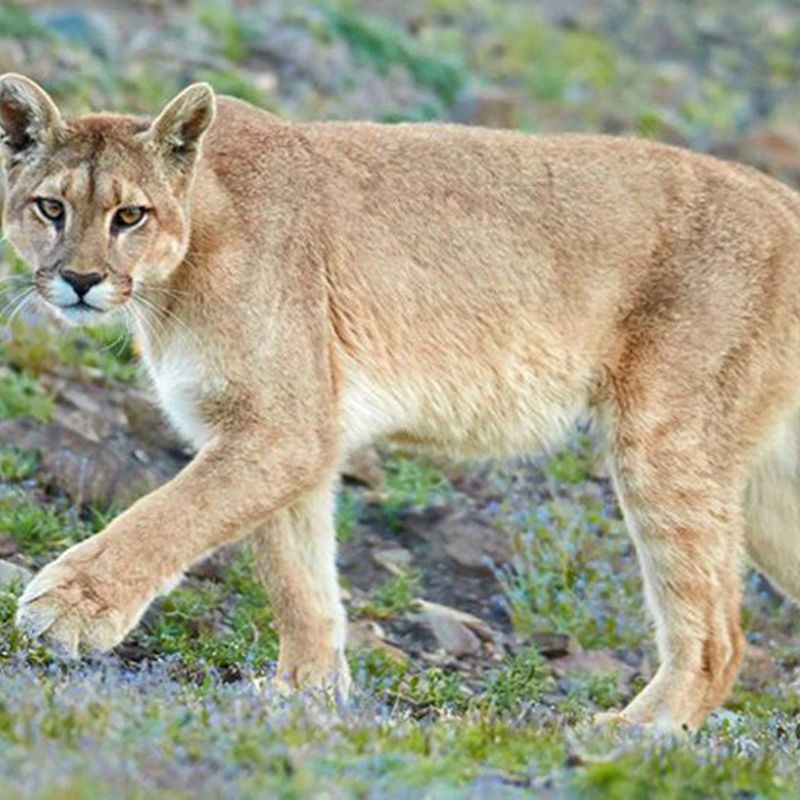 puma de la pampa