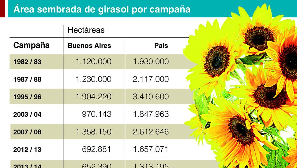 El girasol, un cultivo insignia de la Provincia que está en retirada •  Diario Democracia