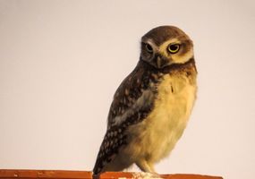 La cuarentena liberó espacios que la fauna silvestre intenta recuperar