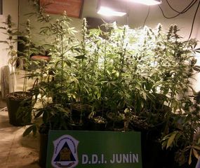 Secuestraron más de cien plantas de marihuana
