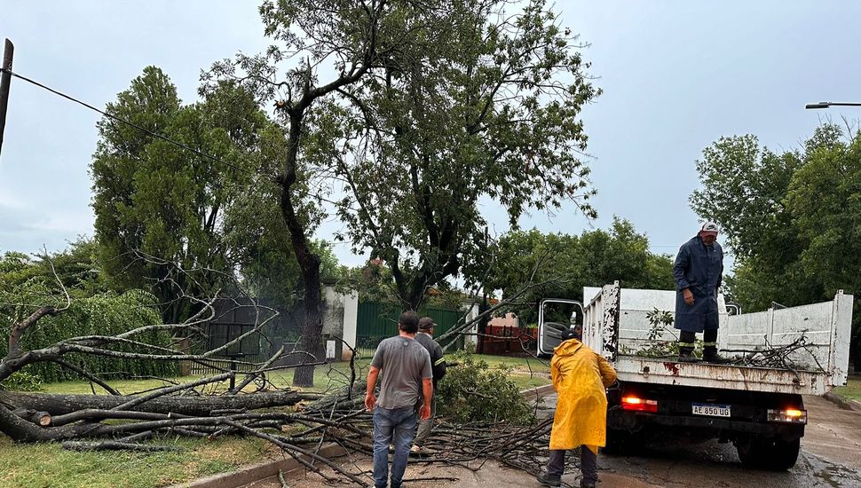 La tormenta provocó caída de árboles y ramas en Ameghino