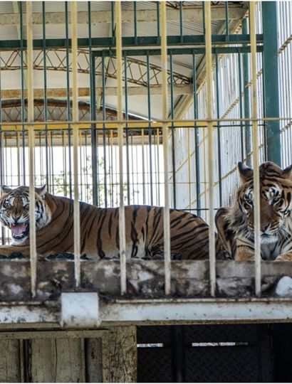 Encontraron 4 tigres abandonados durante 15 años en un vagón de tren