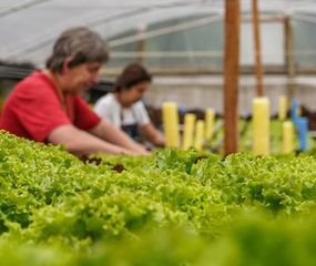 Agricultura consciente en Junín: productos frescos, saludables y sustentables