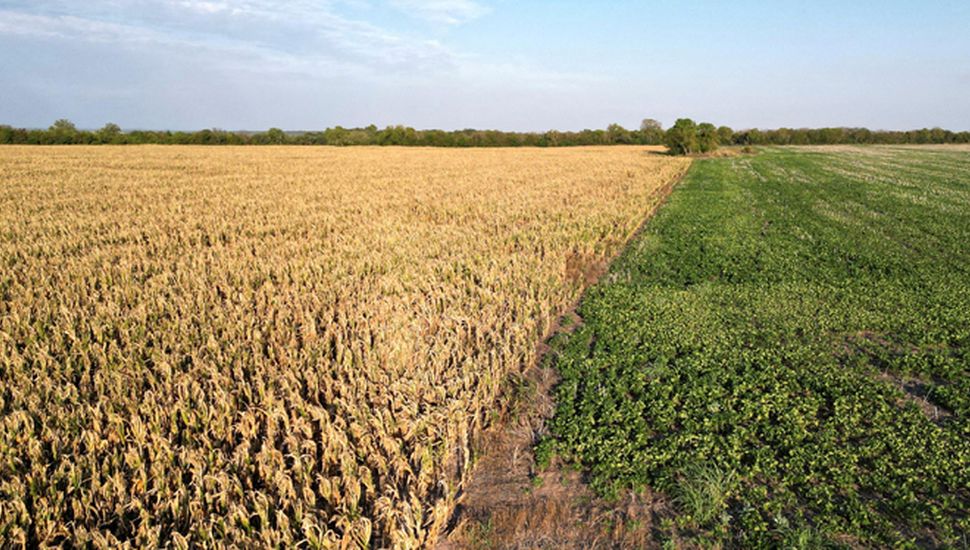 Las entidades del campo de Junín ya hablan de "desastre" por la sequía ...