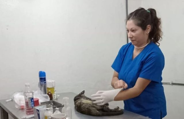 Durante el 2024 se realizaron en Rojas 1800 castraciones