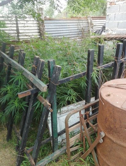 Plantas de marihuana secuestradas en Villa del Carmen.