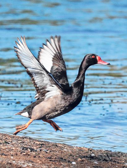 Fotografiar las aves, un descubrimiento de  la naturaleza que se transforma en pasión