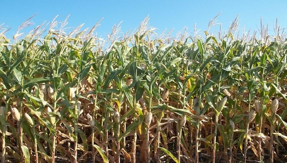 La problemática de grano verde en la soja • Diario Núcleo