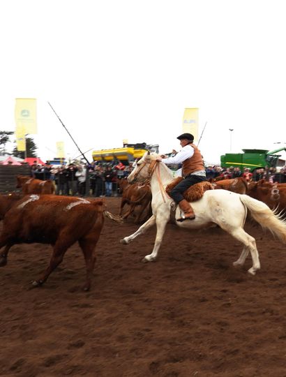 Prueba de aparte campero realizada en el marco de la Expo Junín.