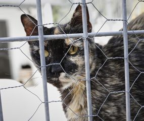 Un gato doméstico dio positivo por coronavirus