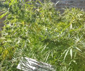 Secuestran marihuana en dos viviendas