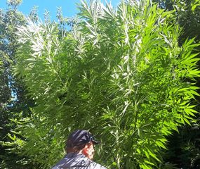 Incautan plantas de cannabis