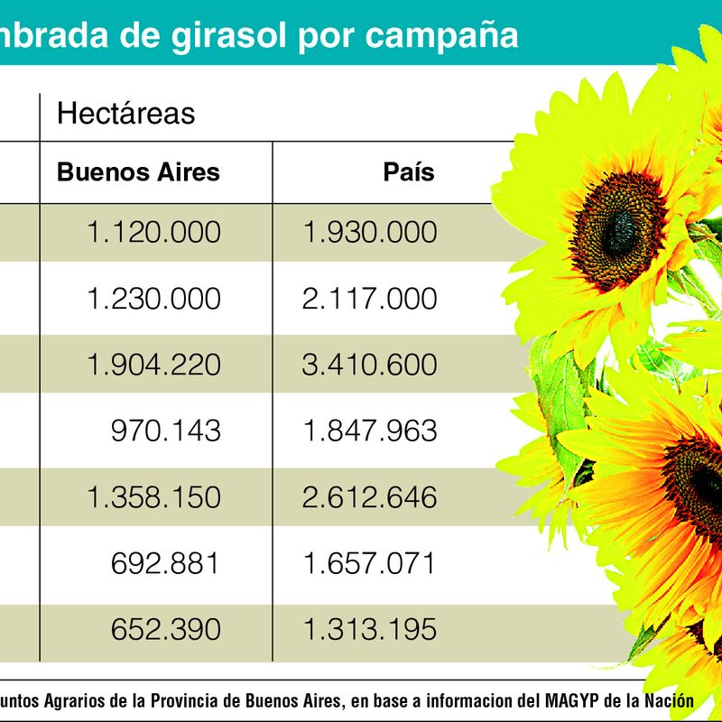 El girasol, un cultivo insignia de la Provincia que está en retirada •  Diario Democracia